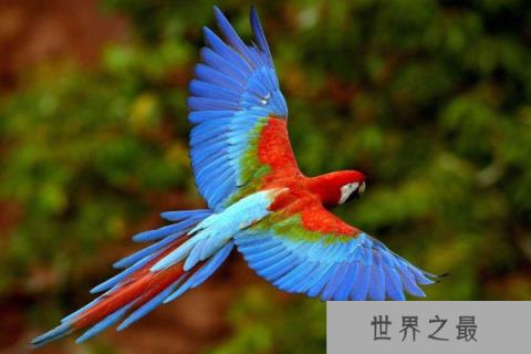 世界最长寿命的鸟，苍鹰寿命约70岁