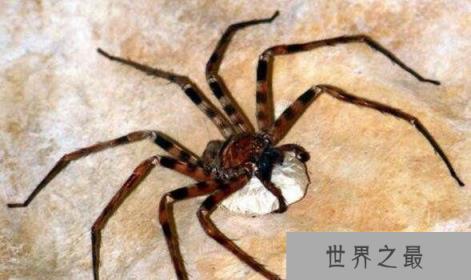 世界上腿最长的蜘蛛：蜢蜘腿长达38厘米