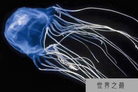 世界上毒性最强的动物：澳洲方水母人一碰就会毙命