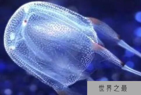世界上毒性最强的动物：澳洲方水母人一碰就会毙命