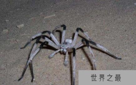 世界上腿最长的蜘蛛：蜢蜘腿长达38厘米