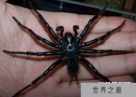 台湾最大的毒蜘蛛：巨型上户蜘蛛体长达20厘米