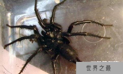 台湾最大的毒蜘蛛：巨型上户蜘蛛体长达20厘米