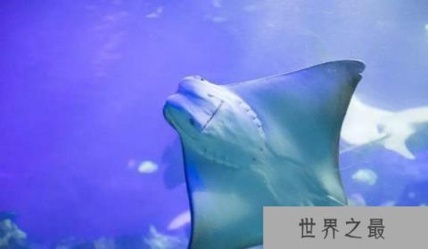 世界上最温柔的鱼类：蝙蝠鱼最长可达8米