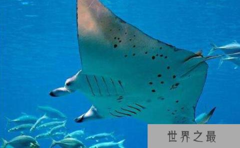 世界上最温柔的鱼类：蝙蝠鱼最长可达8米