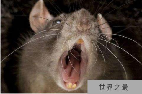 世界上最大最恐怖的老鼠：秦岭鼠王重达8斤