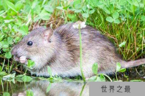 世界上最大最恐怖的老鼠：秦岭鼠王重达8斤