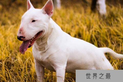 世界上最凶猛的小型犬：迷你牛头梗战力超强