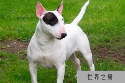 世界上最凶猛的小型犬：迷你牛头梗战力超强