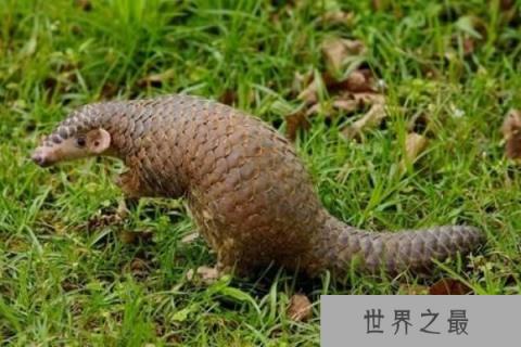 世界上皮最硬的动物：穿山甲满身铠甲