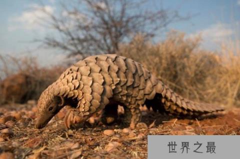 世界上皮最硬的动物：穿山甲满身铠甲