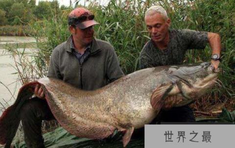 世界最大的鲶鱼