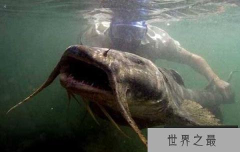 世界最大的鲶鱼