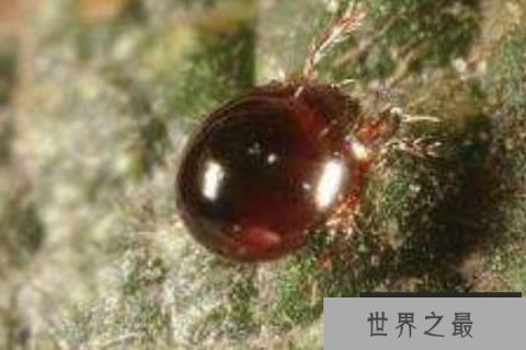 世界最强大的生物