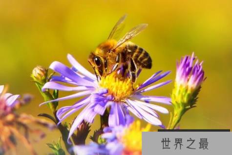 世界上最勤劳的动物