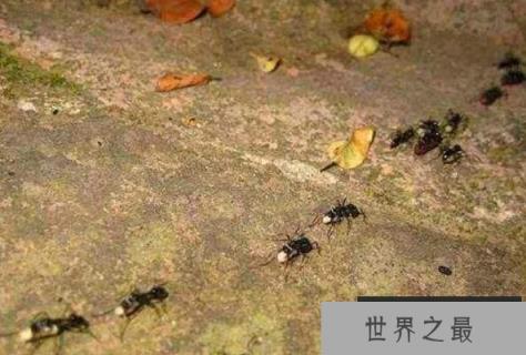 世界上最勤劳的动物