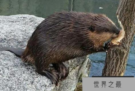 世界上最勤劳的动物