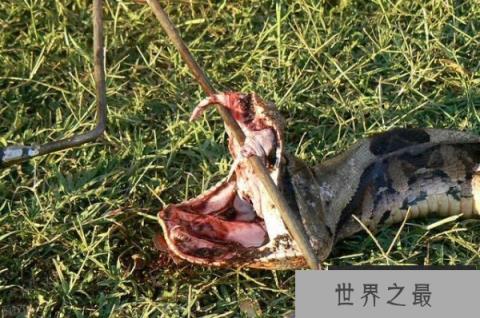 毒牙最长的蛇是什么蛇