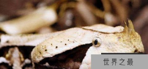 毒牙最长的蛇是什么蛇