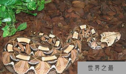 毒牙最长的蛇是什么蛇