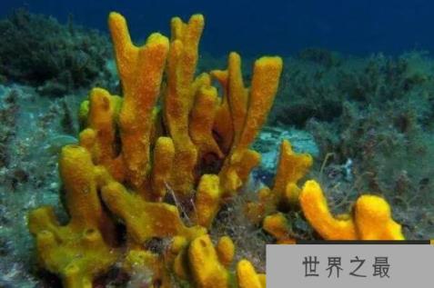 世界最能潜水的十大动物