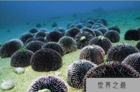 世界最能潜水的十大动物