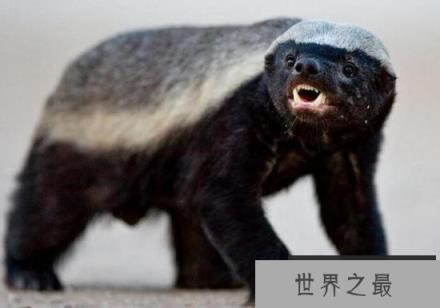 世界上胆量最大的动物，平头哥蜜獾
