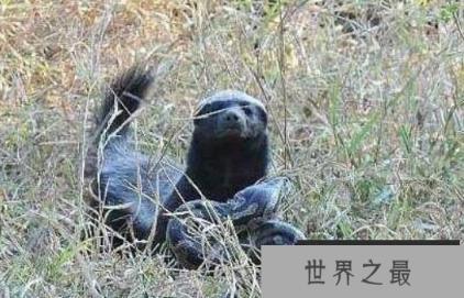 世界上胆量最大的动物，平头哥蜜獾
