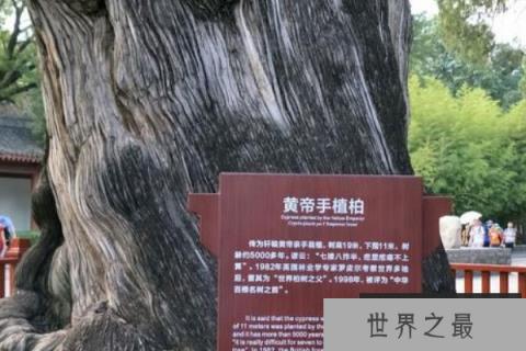 中国现存最古老的树：轩辕柏