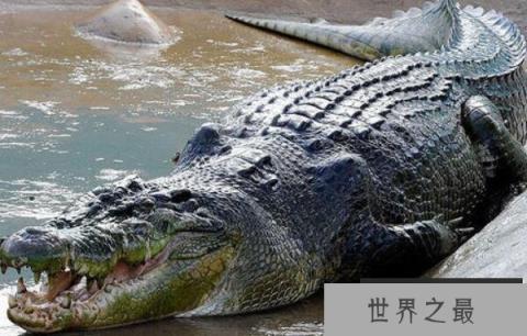 世界上现存体型最大的鳄鱼