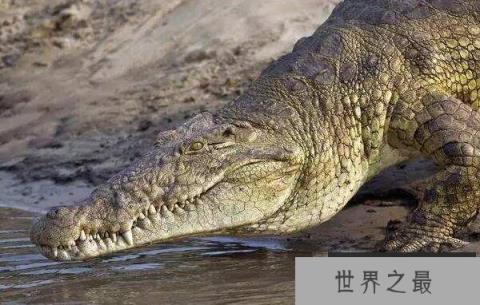 世界上现存体型最大的鳄鱼