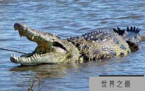 世界上现存体型最大的鳄鱼