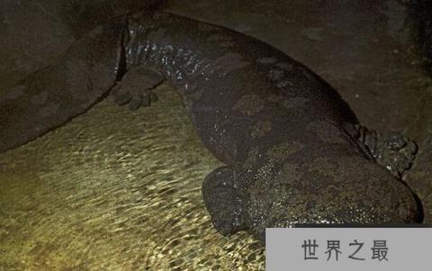 世界上年龄体型最大的蝾螈：足有200岁，身长超1.4米