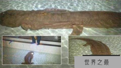 世界上年龄体型最大的蝾螈：足有200岁，身长超1.4米