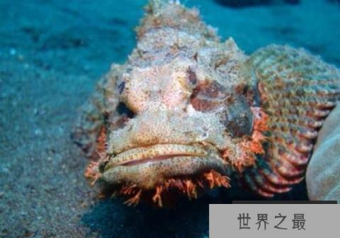 世界上最毒的鱼是什么：毒蚰比河豚还毒