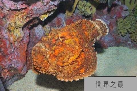 世界上最毒的鱼是什么：毒蚰比河豚还毒