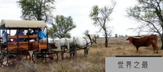 世界上角最长的牛