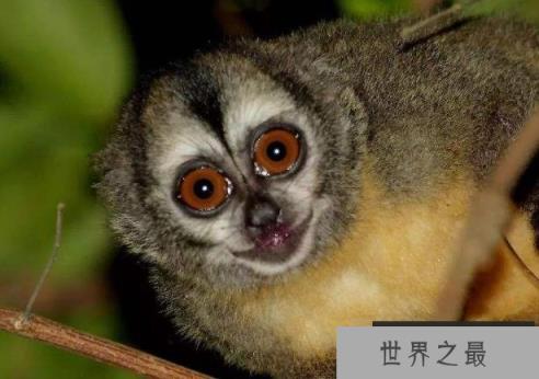 世界上最珍稀的猴子