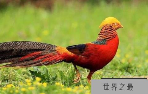 世界上最美丽的鸟