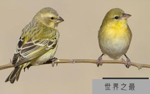 世界上最美丽的鸟