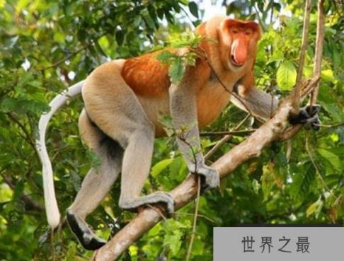 世界上最珍稀的猴子