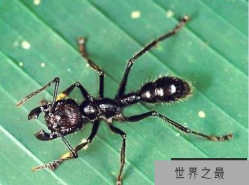 世界上咬人最痛的蚂蚁，子弹蚁