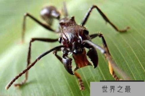 世界上咬人最痛的蚂蚁，子弹蚁