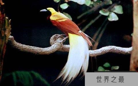 世界上最美丽的鸟