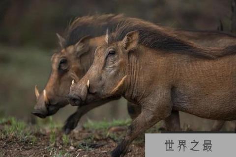 世界唯一数月不喝水动物：疣猪