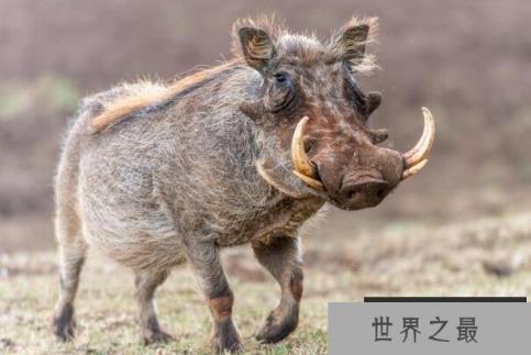 世界唯一数月不喝水动物：疣猪