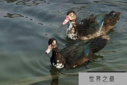 世界上最优良的大型廋肉鸭：鸳鸯鸭