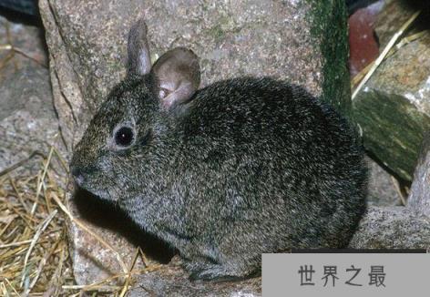 世界第二小的兔子：火山兔耳朵短小，仅36厘米长
