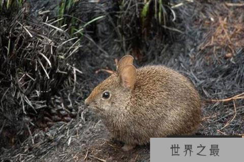 世界第二小的兔子：火山兔耳朵短小，仅36厘米长