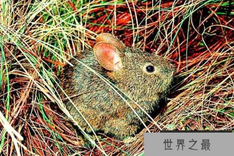 世界第二小的兔子：火山兔耳朵短小，仅36厘米长